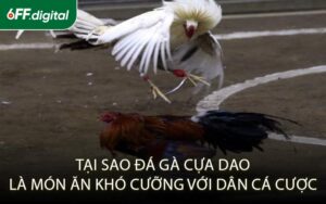 Tại Sao Đá Gà Cựa Dao Là Món Ăn Khó Cưỡng Với Dân Cá Cược